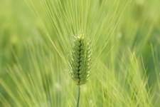 보리